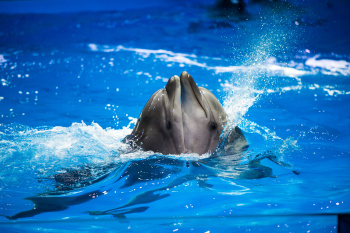 Океанариум Екатеринбурга смотреть подробнее Океанариум Екатеринбурга
