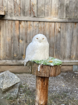 Сосновый Бор