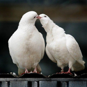 Голуби на свадьбу смотреть подробнее Голуби на свадьбу